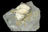 Ammonite (Pleuroceras) & Bivalve Fossil in Rock - Germany #125427-1